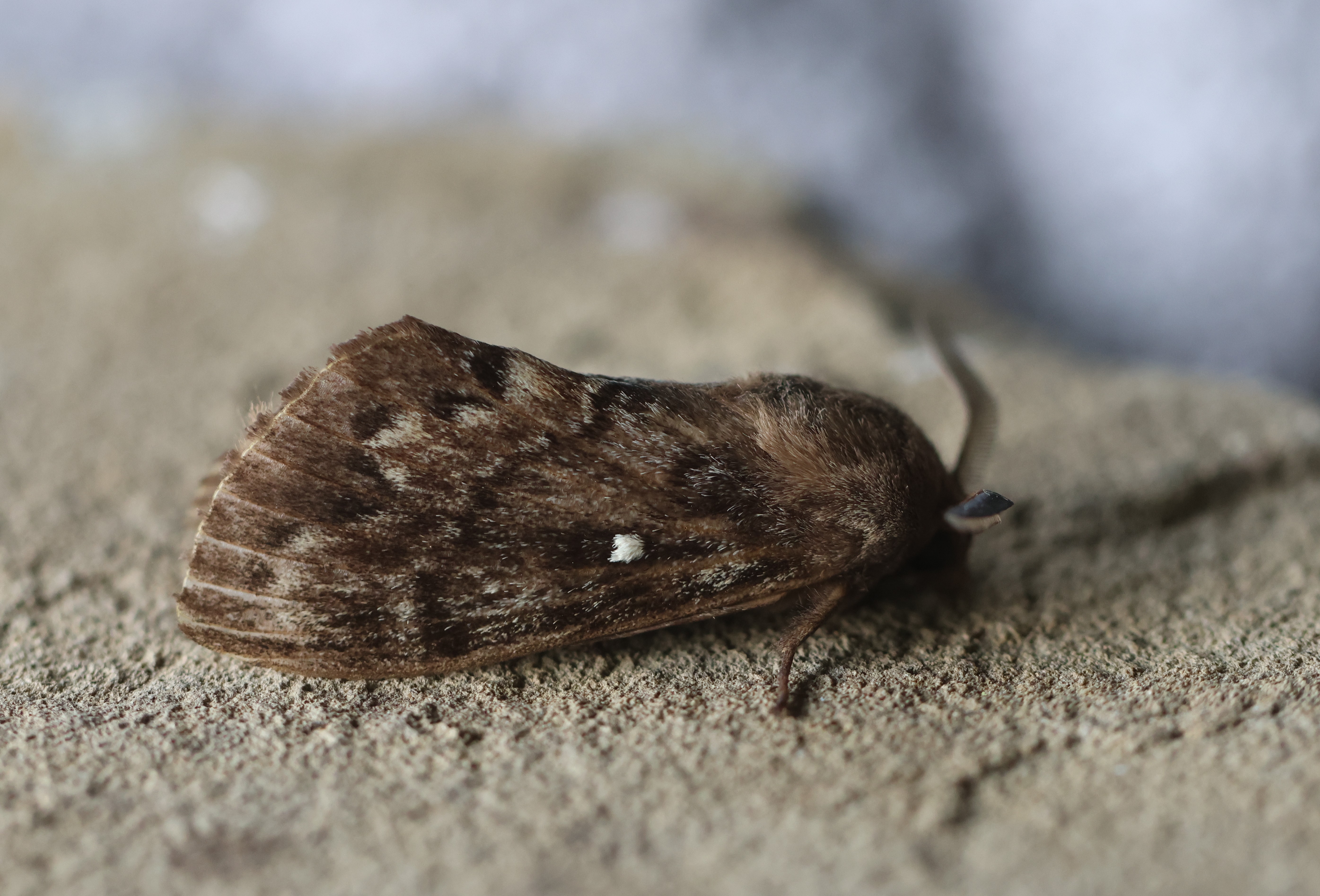Photo of Pine Tree Lappet (Dendrolimus pini)